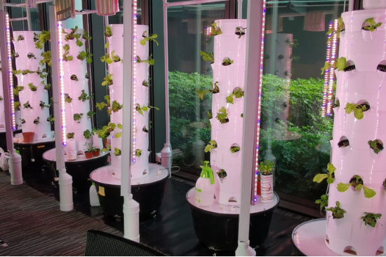 These vertical towers allow students to experiment with the different conditions of hydroponics farming. These vertical towers allow students to experiment with the different conditions of hydroponics farming.