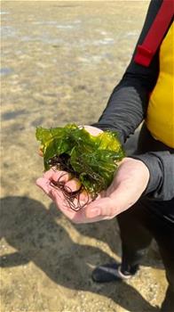 Seaweed that was found on the mudflat Seaweed that was found on the mudflat