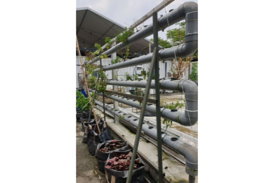 The students witnessed an interesting take on sustainability – growing plants in a PVC pipe!