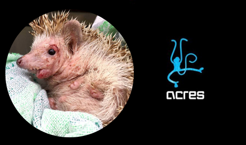Volunteer with ACRES: Behind the Scenes of Wildlife Conservation