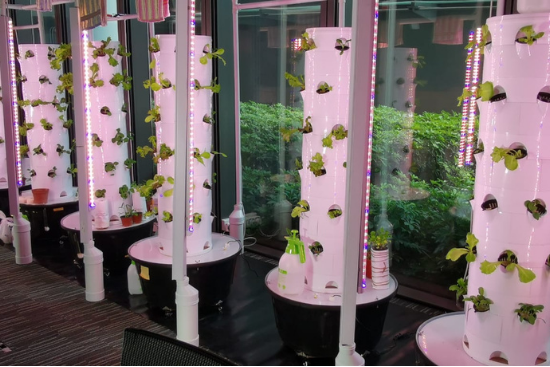 These vertical towers allow students to experiment with the different conditions of hydroponics farming.